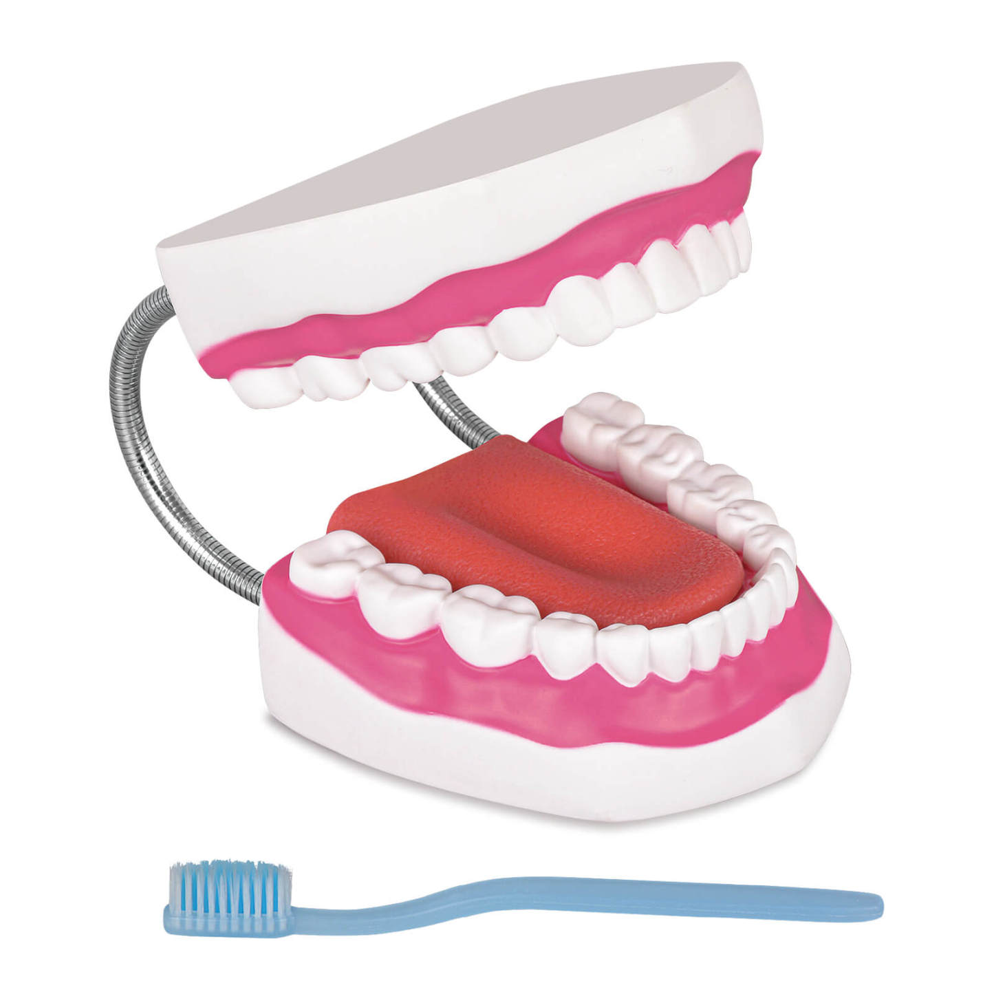 Mouth Model with Soft Silicone Tongue for Speech and Language Therapy