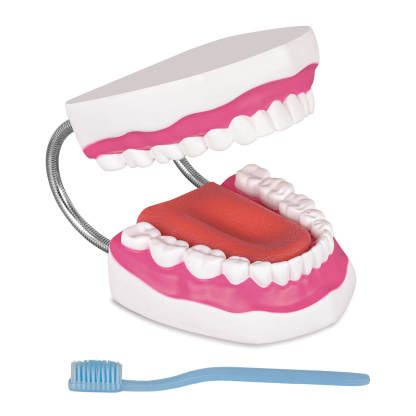 Mouth Model with Soft Silicone Tongue for Speech and Language Therapy