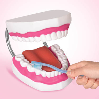 Mouth Model with Soft Silicone Tongue for Speech and Language Therapy