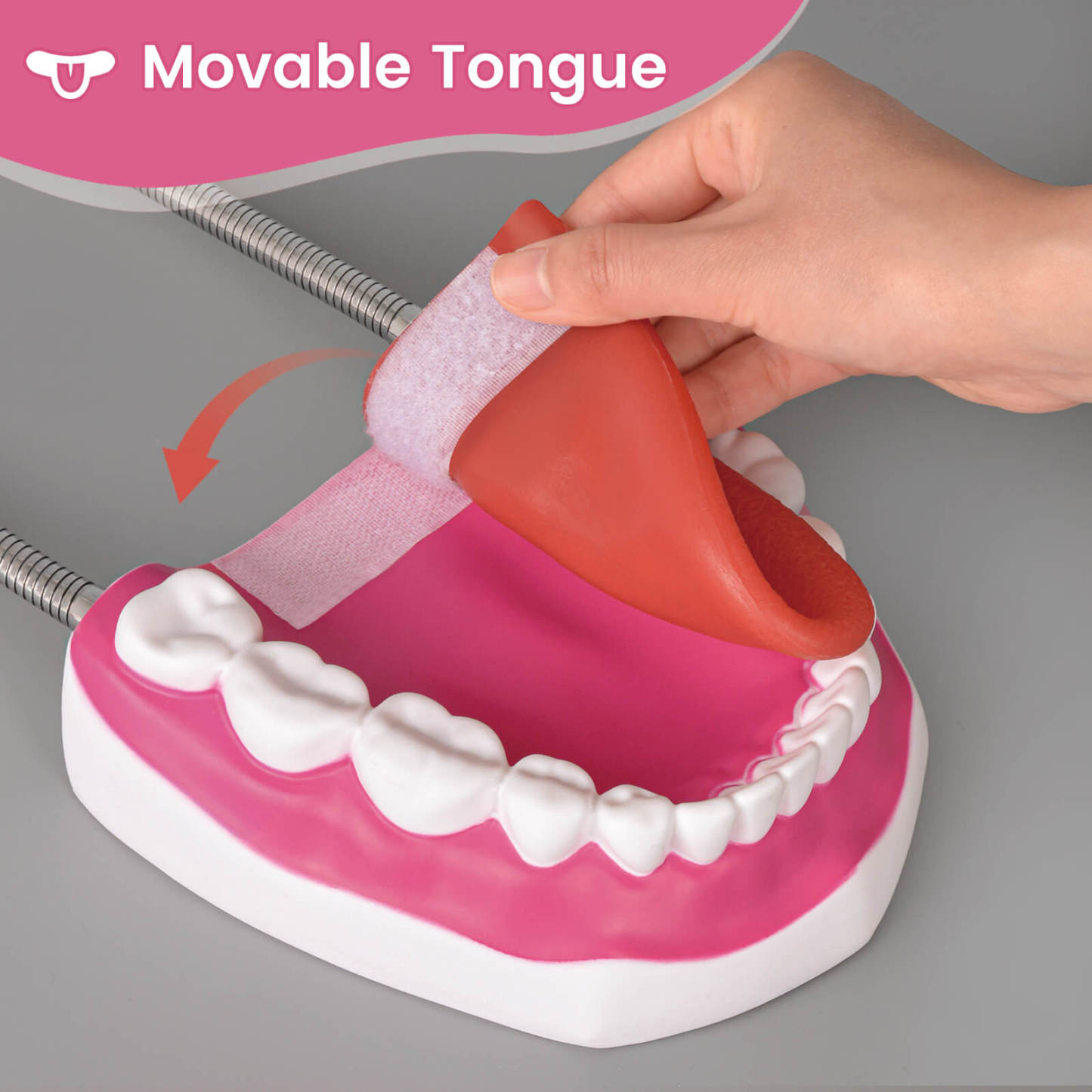 Mouth Model with Soft Silicone Tongue for Speech and Language Therapy
