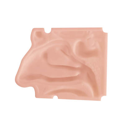 Nasal Cavity Anatomy Model for Surgical Simulation and Swab Practice