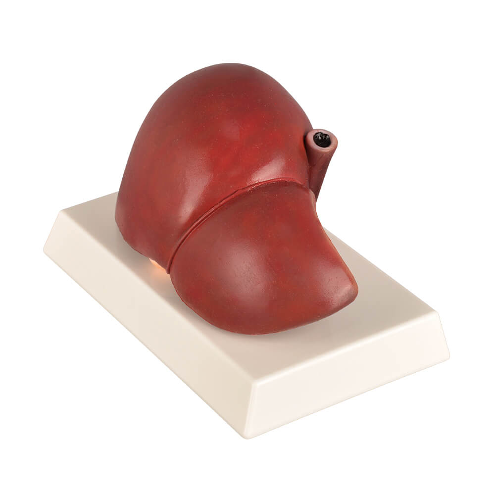 Normal Human Liver Anatomy Model with Gall Bladder
