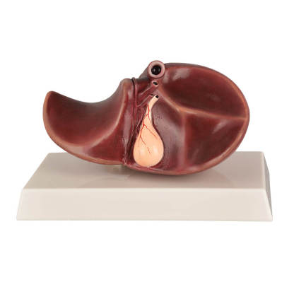 Normal Human Liver Anatomy Model with Gall Bladder