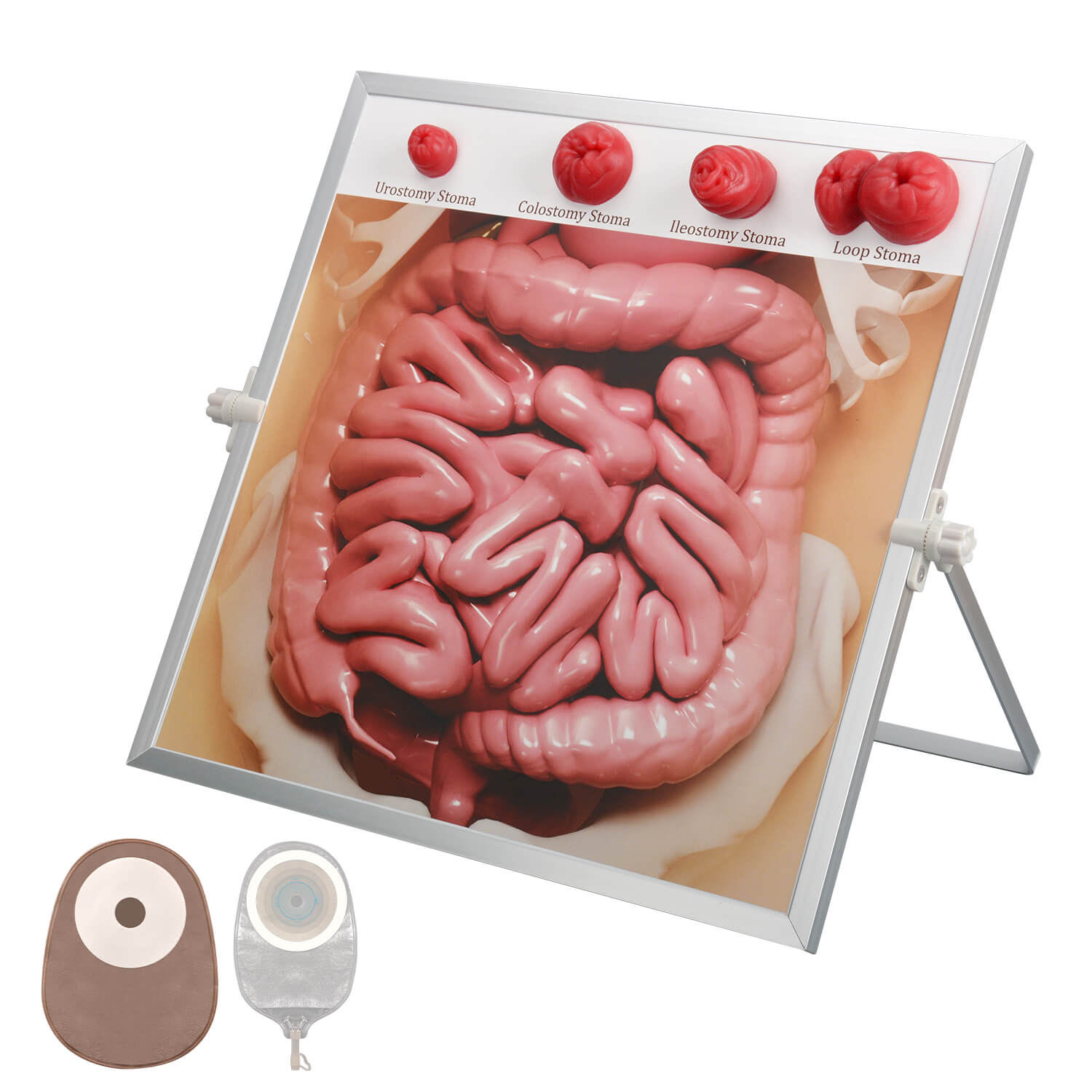Ostomy Care Teaching Kit with Magnetic Stoma Models