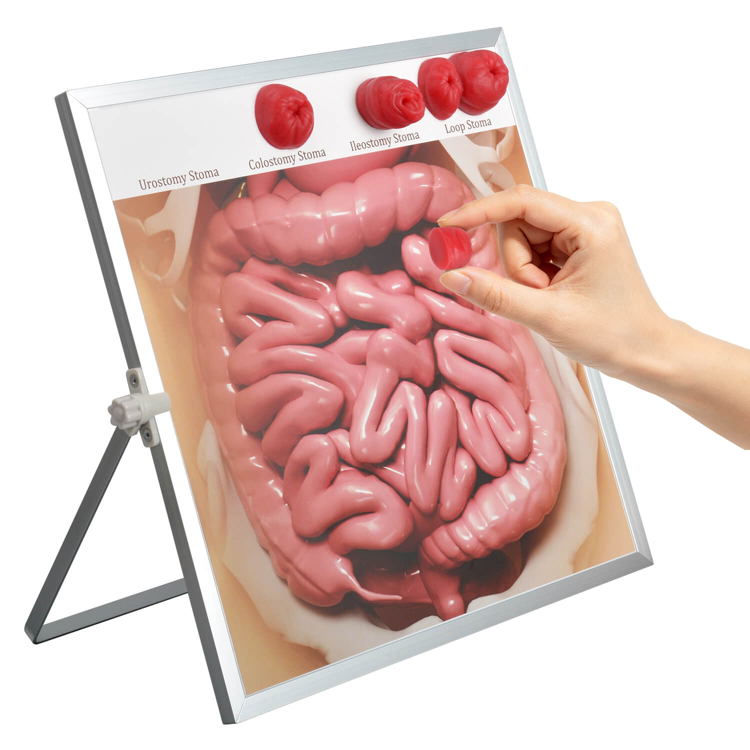 Ostomy Care Teaching Kit with Magnetic Stoma Models