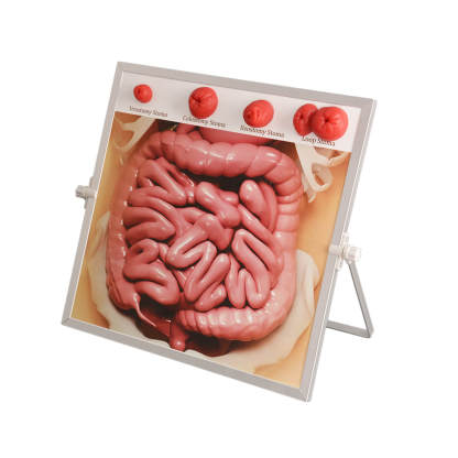 Ostomy Care Teaching Models Kit, Tabletop & Hangable