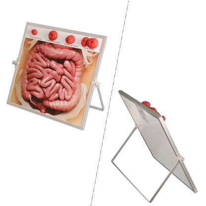 Ostomy Care Teaching Models Kit, Tabletop & Hangable