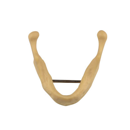 Plain Mandible Model for Drilling Practice