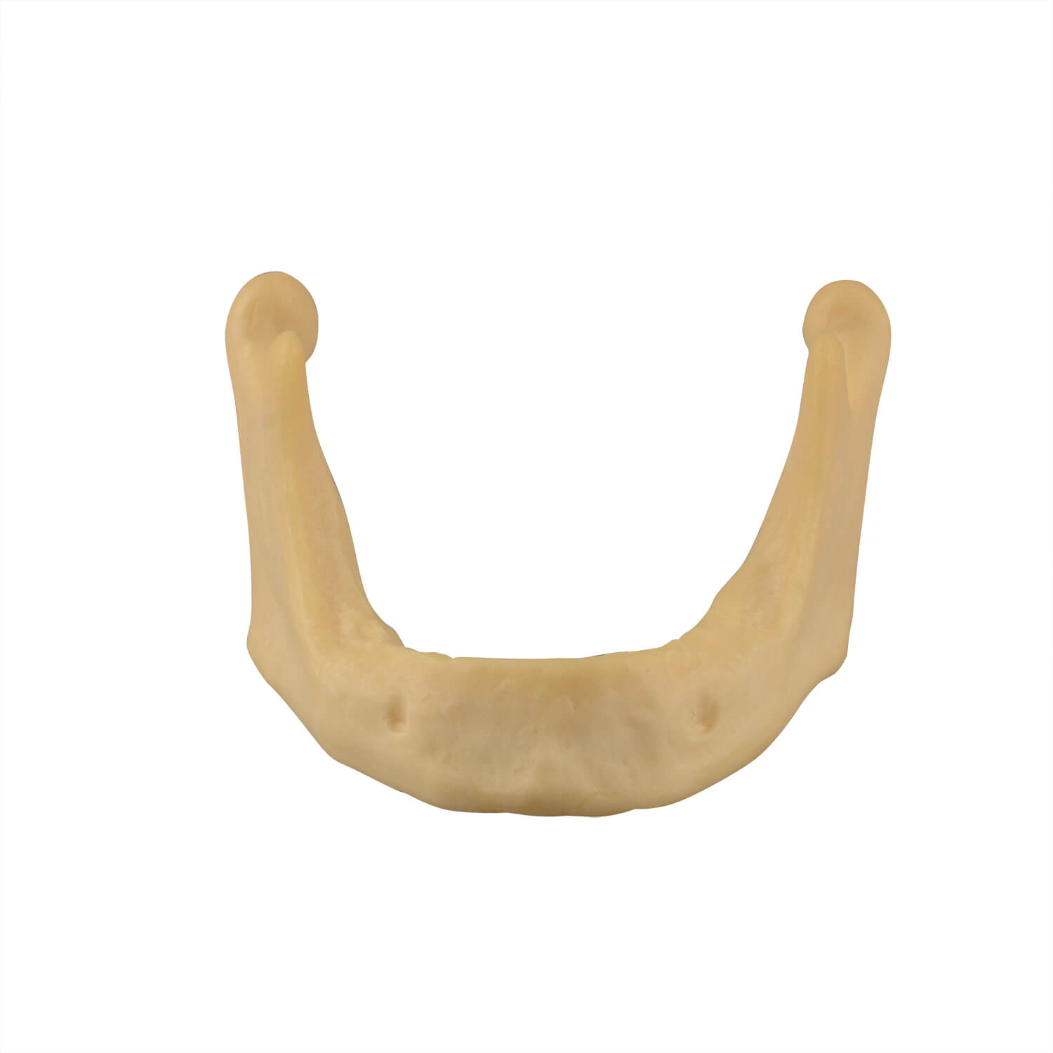 Plain Mandible Model for Drilling Practice