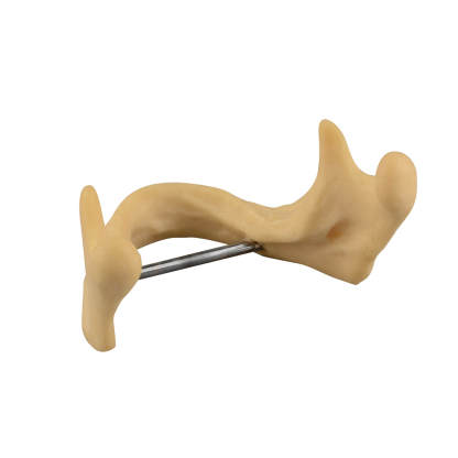 Plain Mandible Model for Drilling Practice