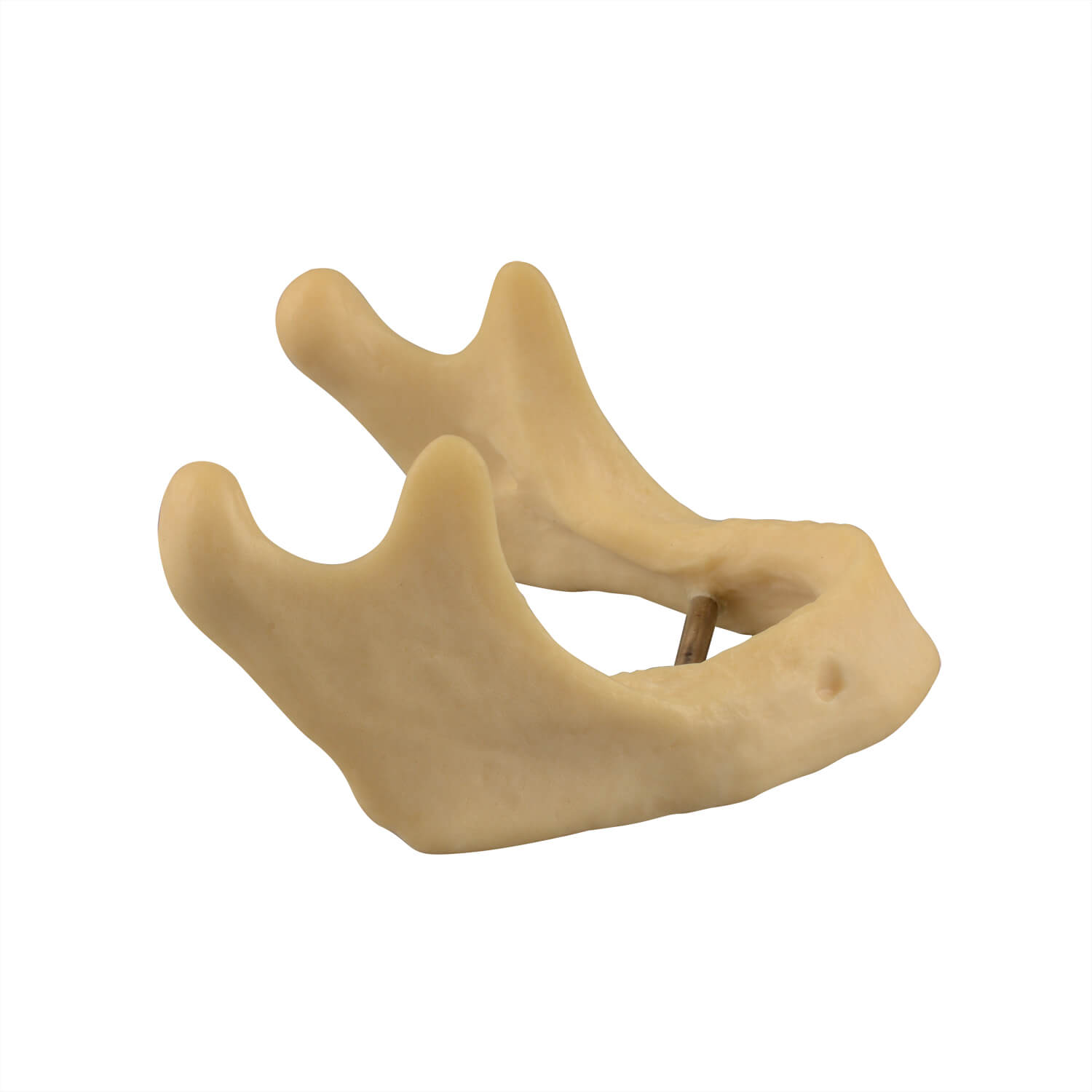 Plain Mandible Model for Drilling Practice