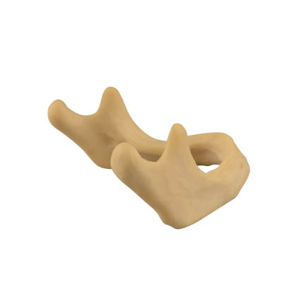 Plain Mandible Model for Drilling Practice