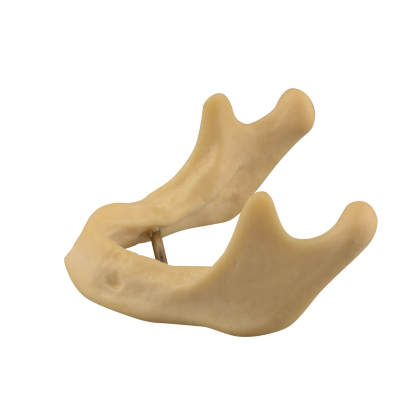 Plain Mandible Model for Drilling Practice