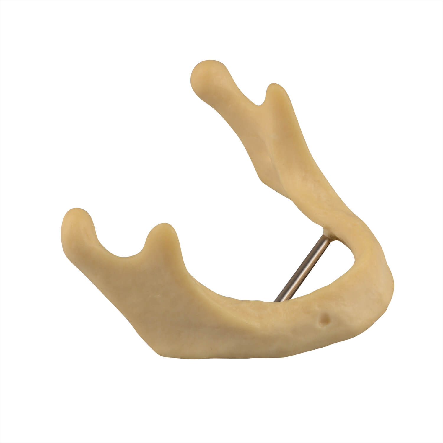 Plain Mandible Model for Drilling Practice