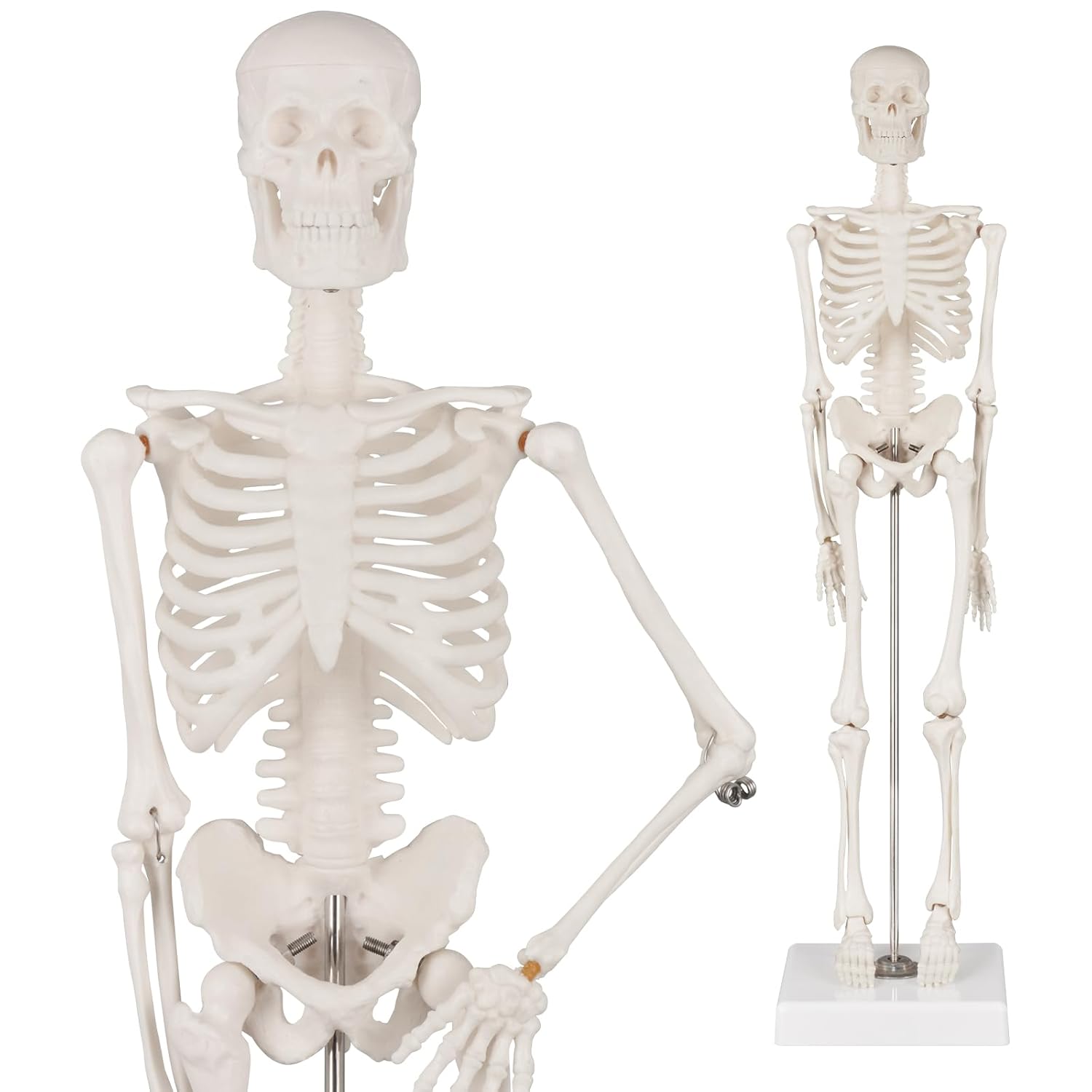 Portable Human Anatomy Skeleton Model (17" / 45 cm)
