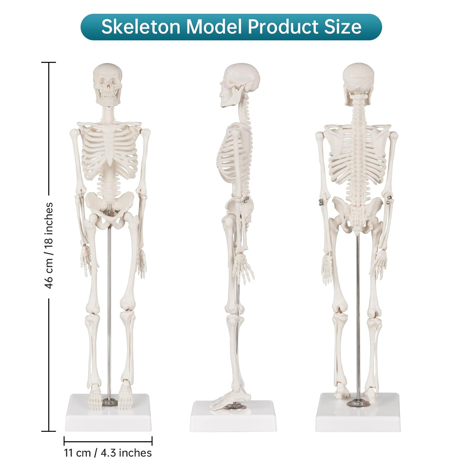 Portable Human Anatomy Skeleton Model (17" / 45 cm)