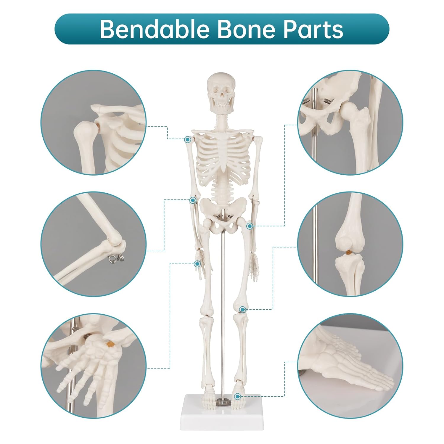 Portable Human Anatomy Skeleton Model (17" / 45 cm)