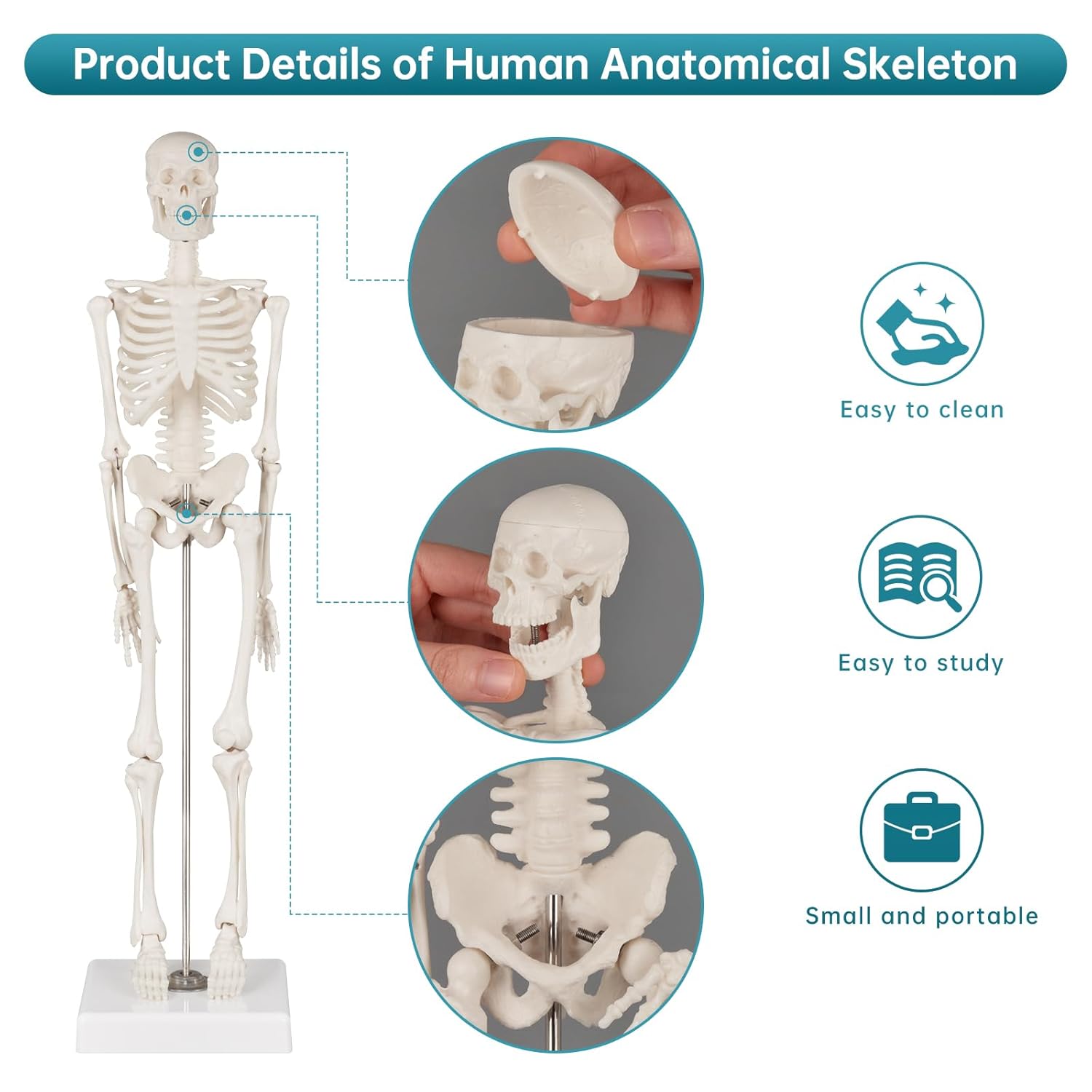 Portable Human Anatomy Skeleton Model (17" / 45 cm)