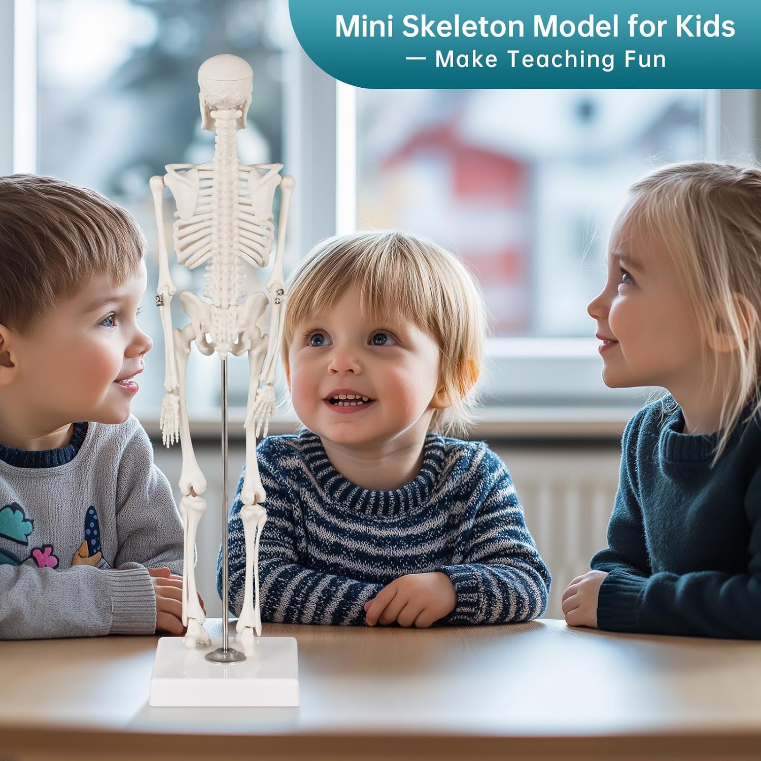 Portable Human Anatomy Skeleton Model (17" / 45 cm)