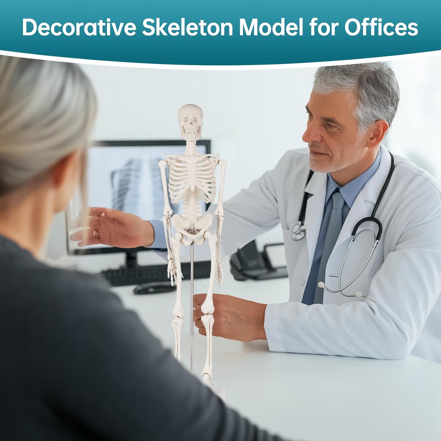 Portable Human Anatomy Skeleton Model (17" / 45 cm)