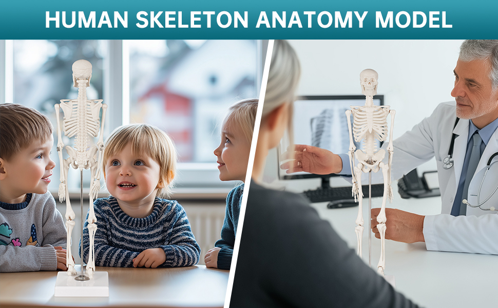 Human Anatomy Skeleton Model 