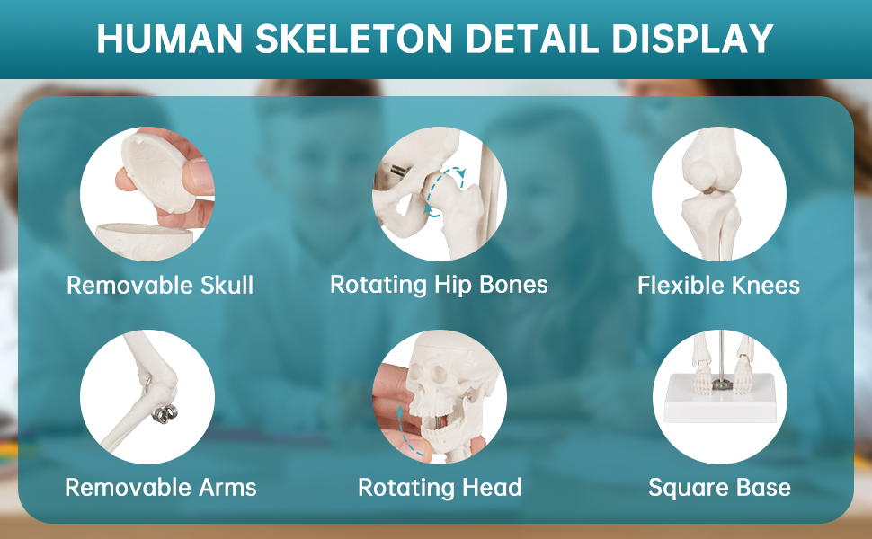 Human Anatomy Skeleton Model