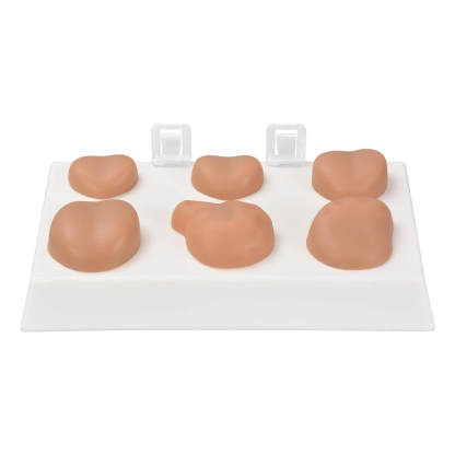 Prostate Examination Training Model Set