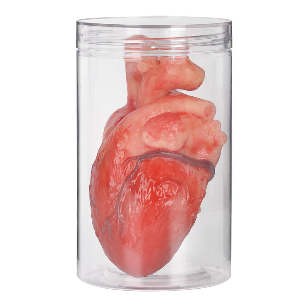 Lifelike Silicone Human Heart Model