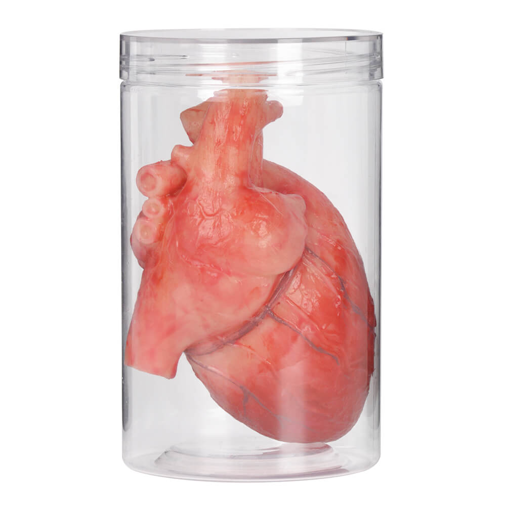Realistic Silicone Human Heart Model for Display & Education