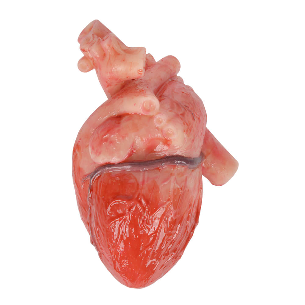Realistic Silicone Human Heart Model