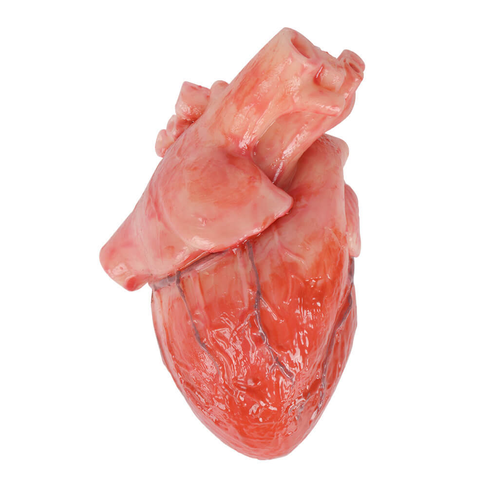 Silicone Heart Model for Display & Education