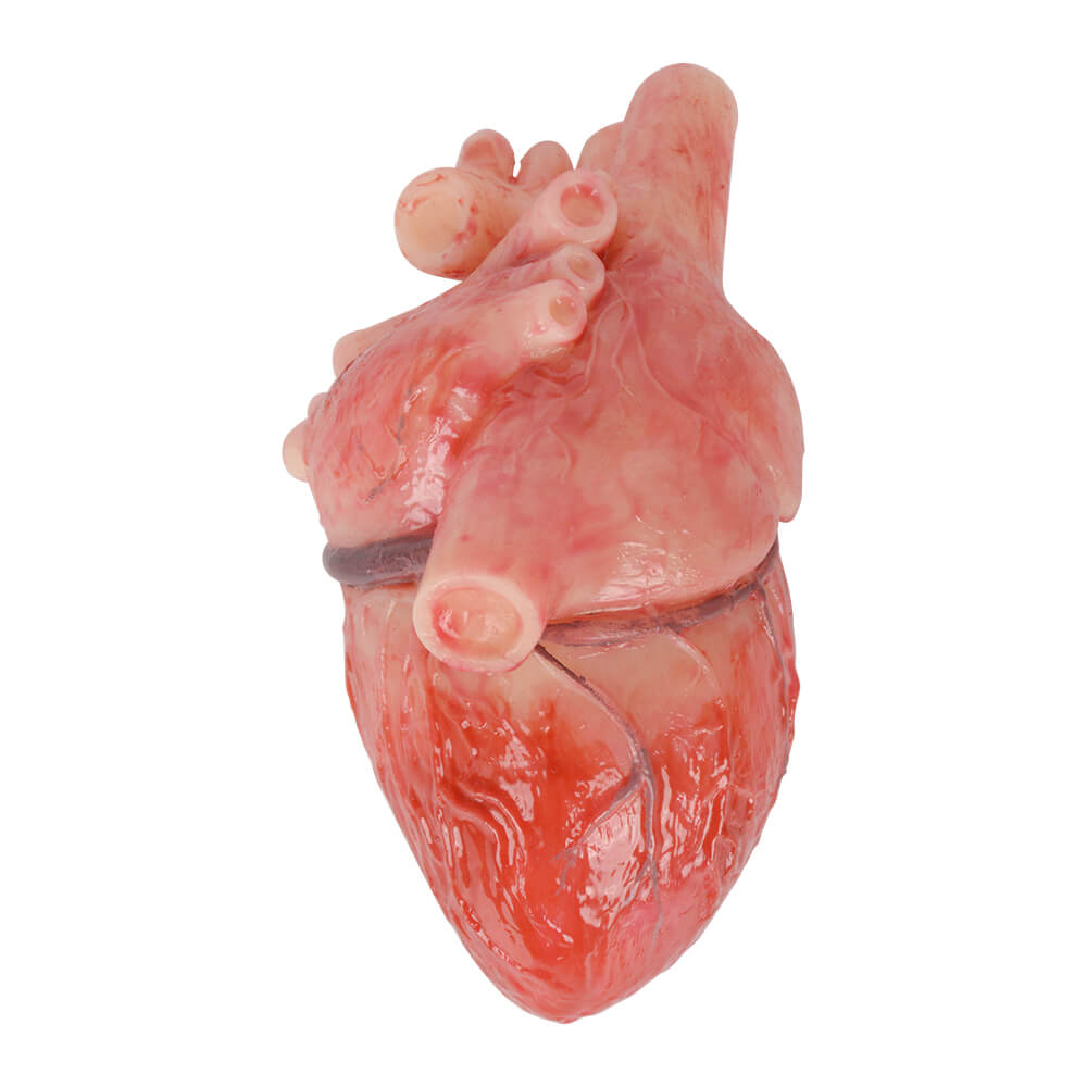 Realistic Silicone Heart Model | Lifelike Human Heart Replica