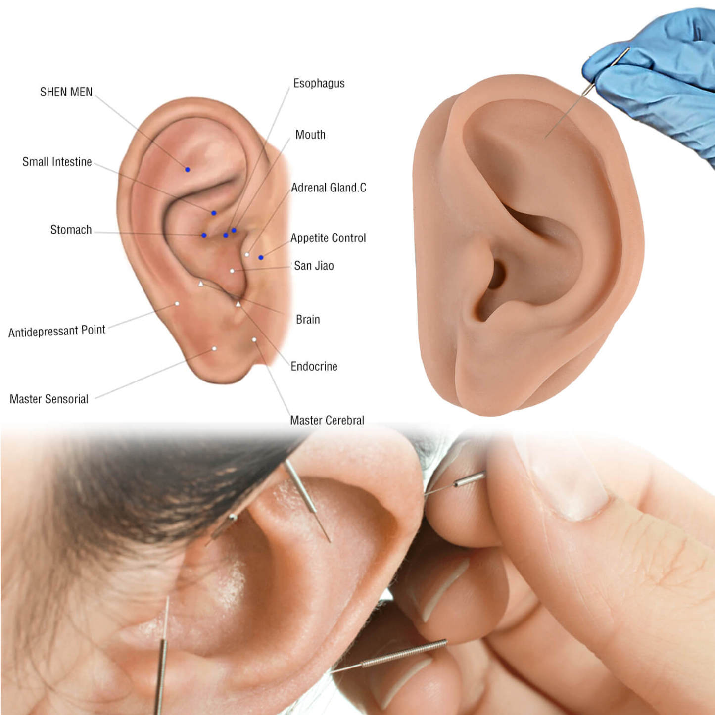 Realistic Acupuncture Ear Model for Professional Auricular Training