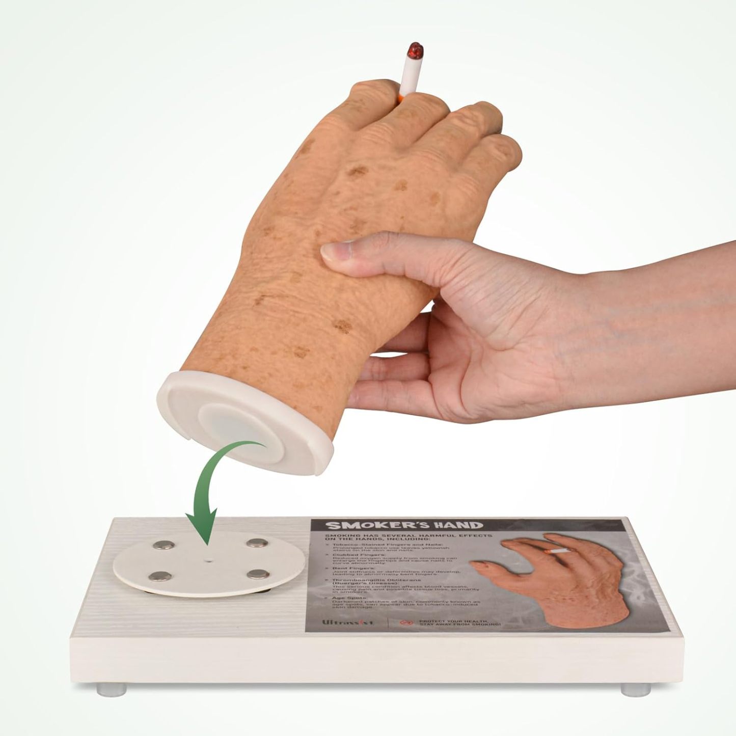 Ultrassist Smoker's Hand Model for Anti-Smoking Education