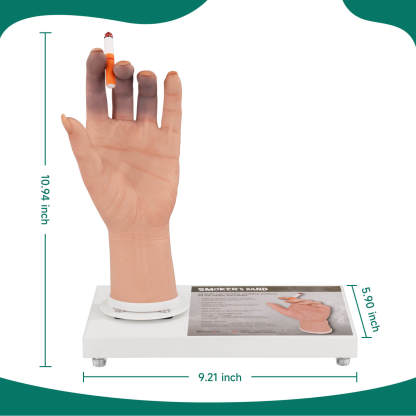 Female Smoker's Hand Display Model Size