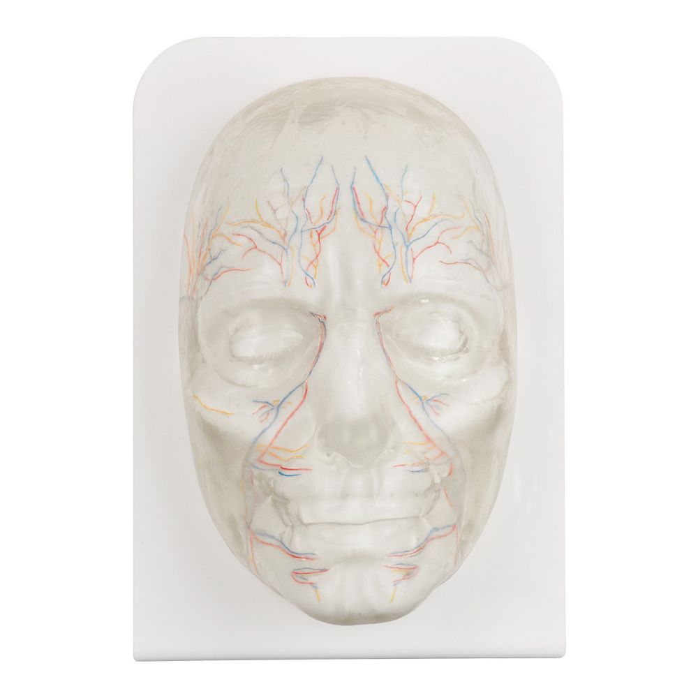Transparent Facial Injection Training Model with Visible Vessels and Nerves