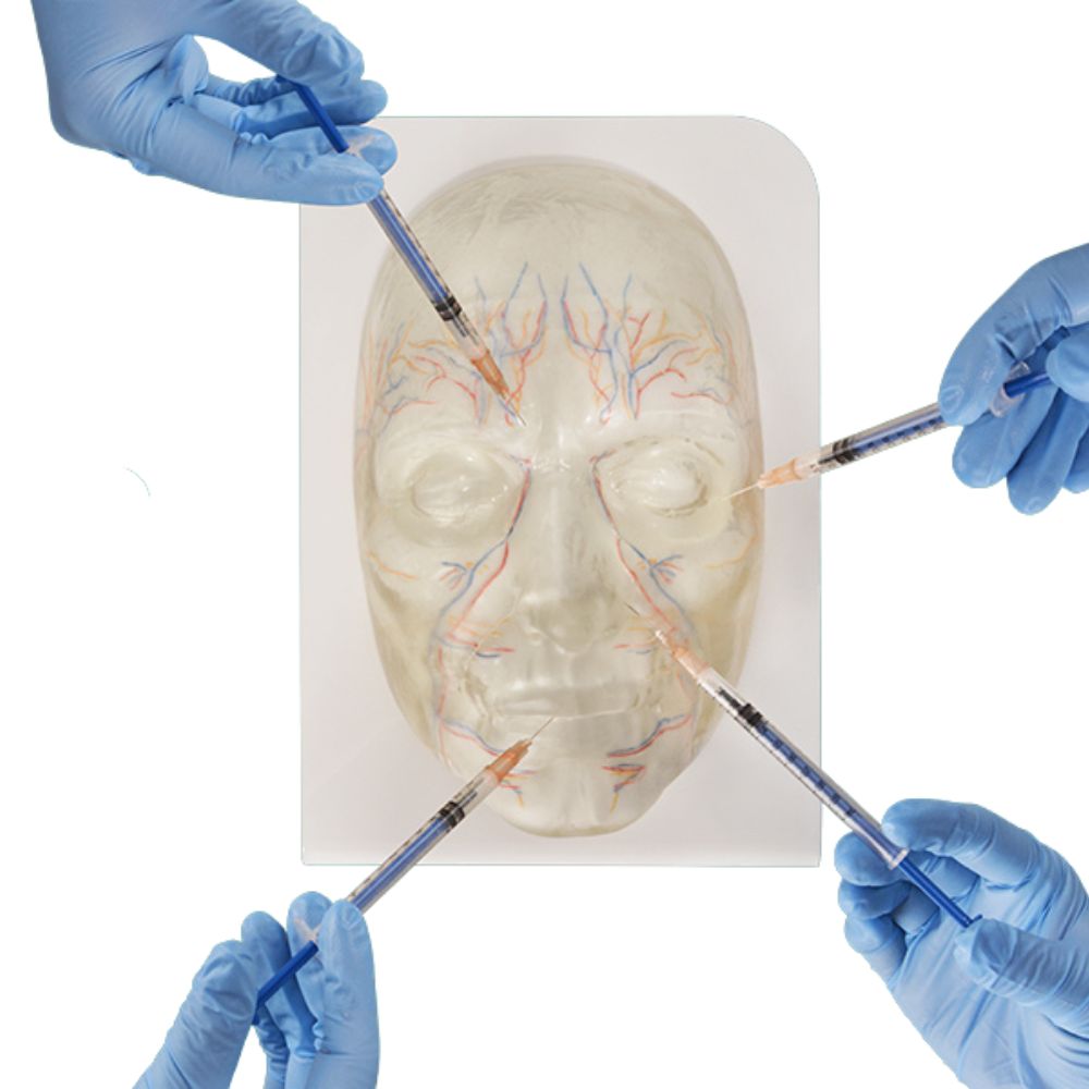 Transparent Facial Injection Training Model with Visible Vessels and Nerves