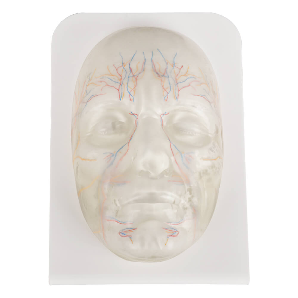 Transparent Facial Injection Training Model with Vessels & Nerves