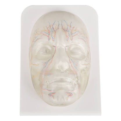 Transparent Facial Injection Training Model with Vessels & Nerves