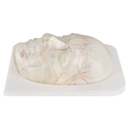 Transparent Facial Injection Training Model with Vessels & Nerves