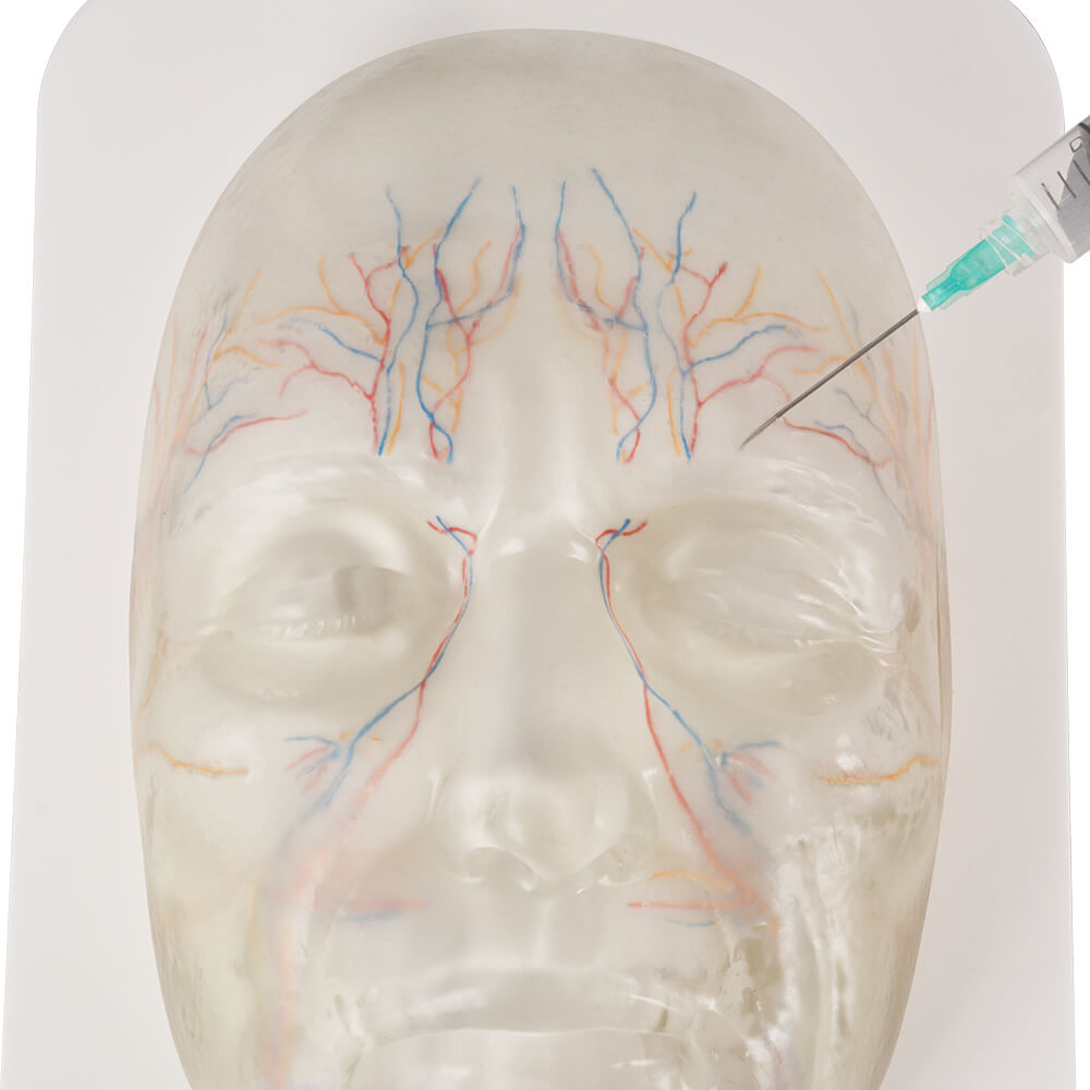Transparent Facial Injection Training Model with Vessels & Nerves