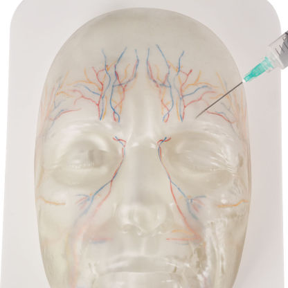 Transparent Facial Injection Training Model with Vessels & Nerves