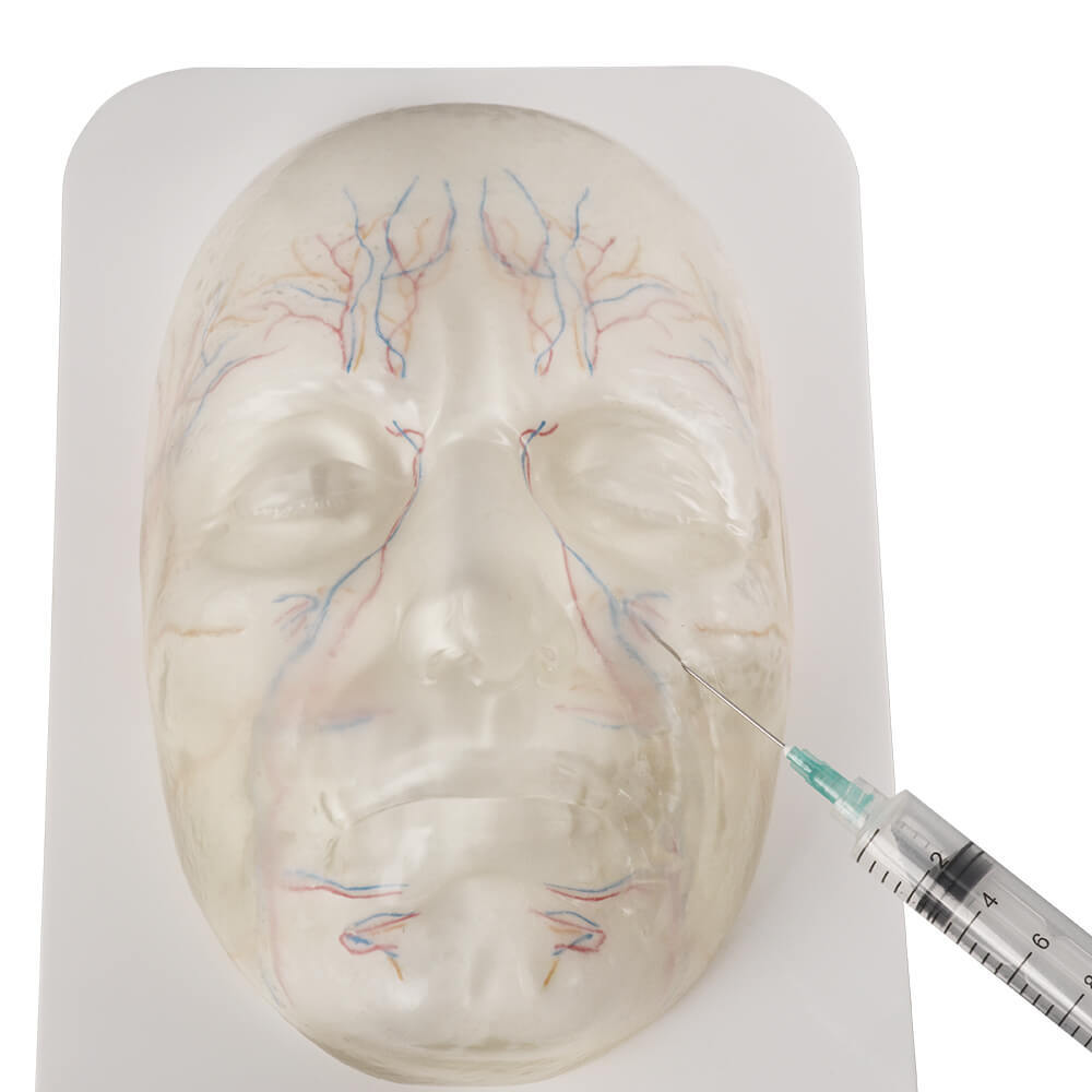Transparent Facial Injection Training Model with Vessels & Nerves