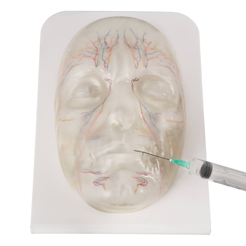 Transparent Facial Injection Training Model with Vessels & Nerves