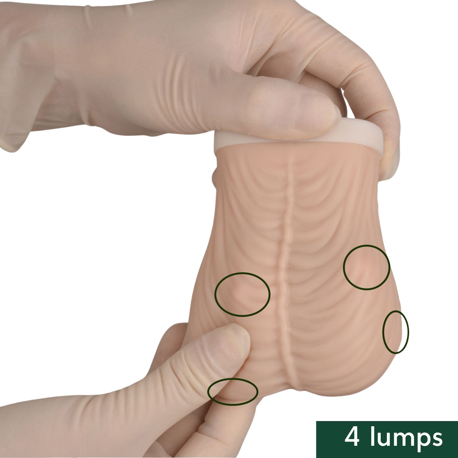 Testicular Self Examination Model with 4 Lumps