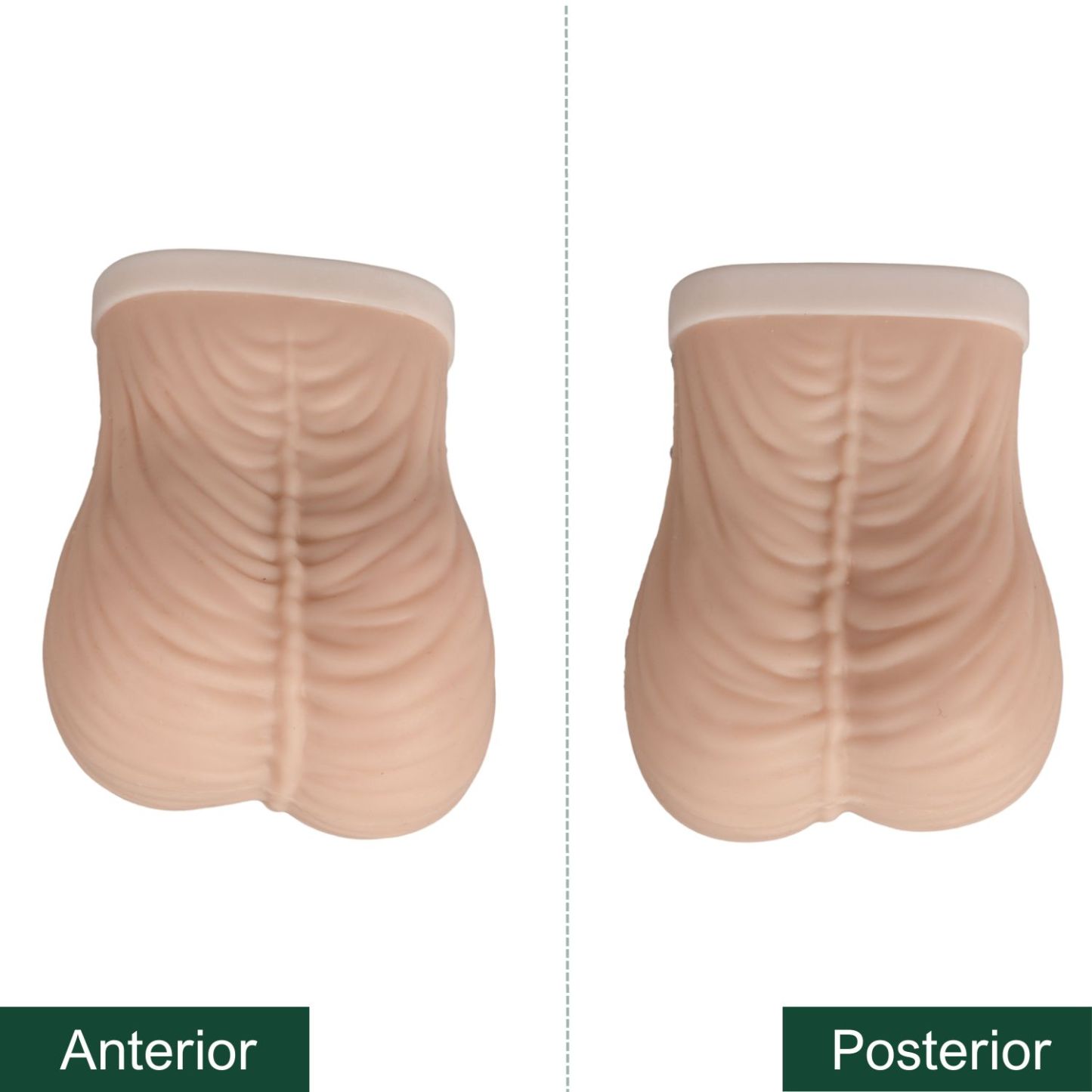 Ultrassist Testicular Self Examination(TSE) Model, Beige
