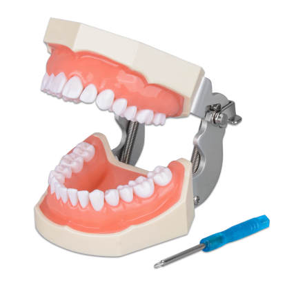 Typodont Teeth Model with 28 Detachable Teeth for Dental Students