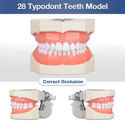 Typodont Teeth Model with 28 Detachable Teeth for Dental Students