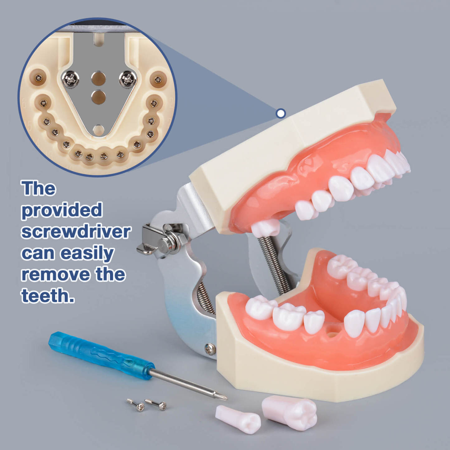 Typodont Teeth Model with 28 Detachable Teeth for Dental Students