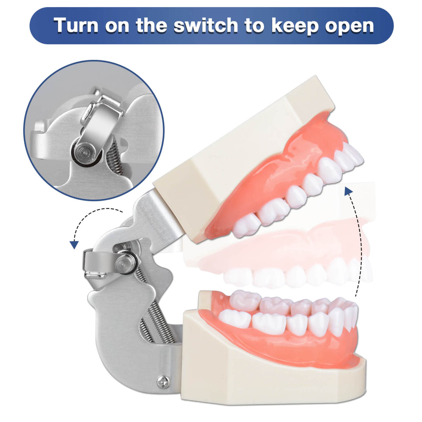 Typodont Teeth Model with 28 Detachable Teeth for Dental Students
